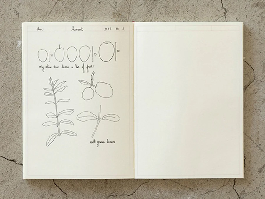 Midori-MD-Journal-A5-Frame-6_28ab9984-6b5c-422c-811d-bdf4f5e2f0c0_900x